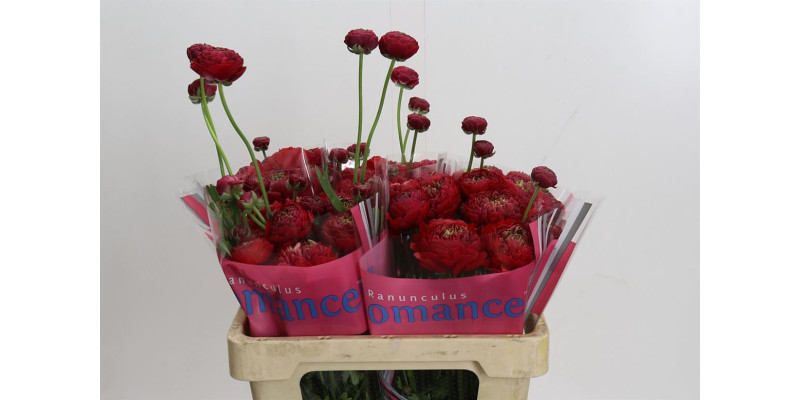 Ranunculus Romance Odon 50 cm A1