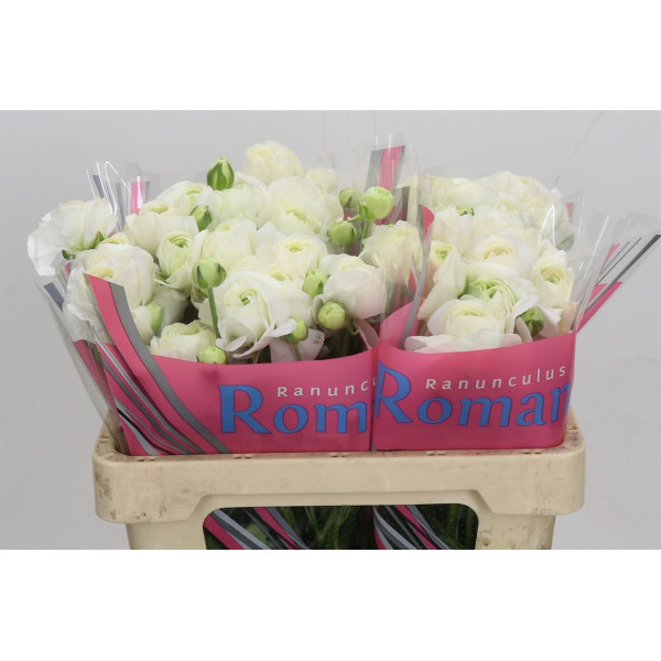 Ranunculus Romance Courchevel 50 cm A1