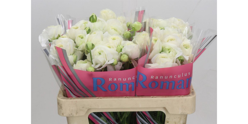 Ranunculus Romance Courchevel 50 cm A1