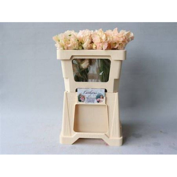 Lathyrus Champagn King 50  cm A1