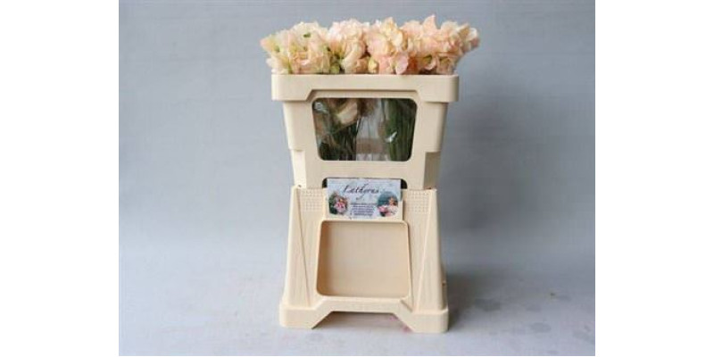 Lathyrus Champagn King 50  cm A1
