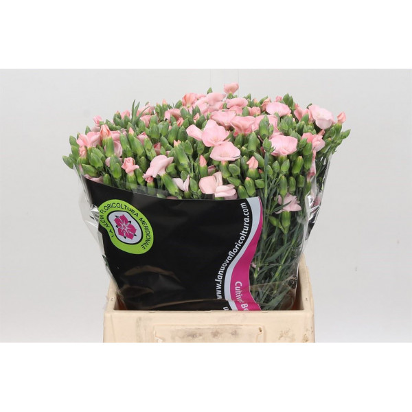 Dianthus Sp Solomio Cas 50cm EX Col-Pink