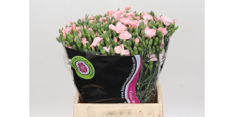 Dianthus Sp Solomio Cas 50cm EX Col-Pink