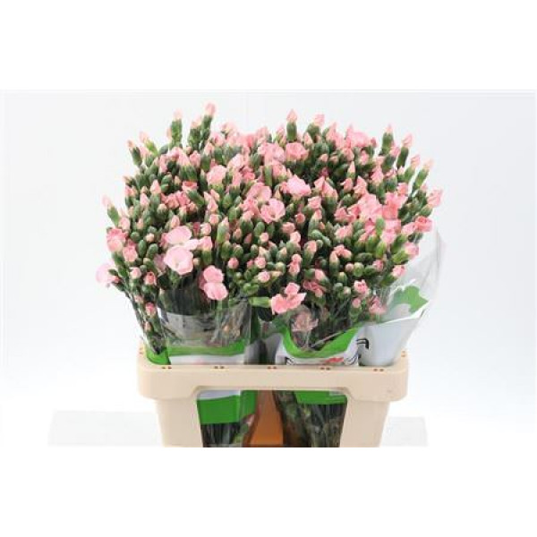 Dianthus Solomio Cas X20 65cm A1