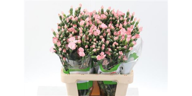 Dianthus Solomio Cas X20 65cm A1