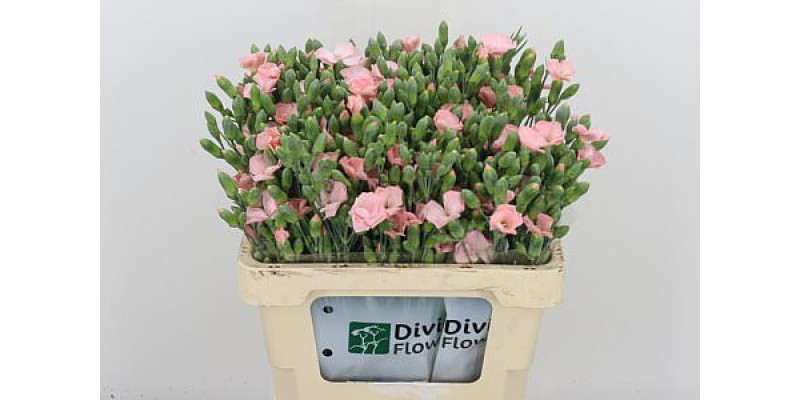 Dianthus S Cas 60cm 0