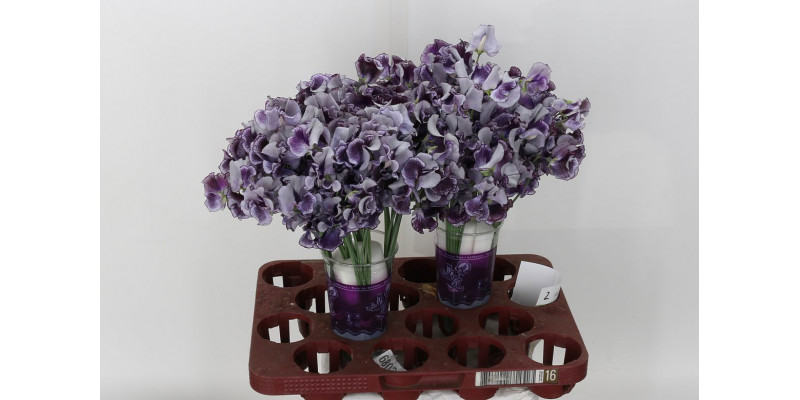 Lath Blue Wedding 35cm A1 Col-Purple