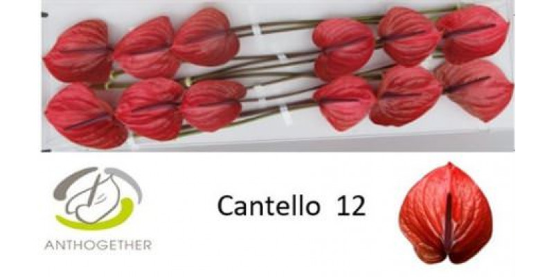 Anthurium A Cantello 12 A1