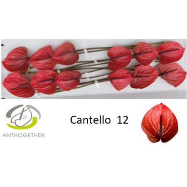Anthurium A Cantello 12  A1