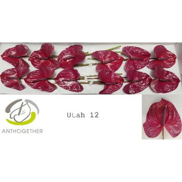 Anthurium A Utah 12  A1