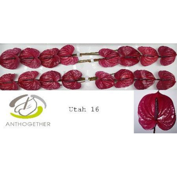 Anthurium A Utah 16  cm A1