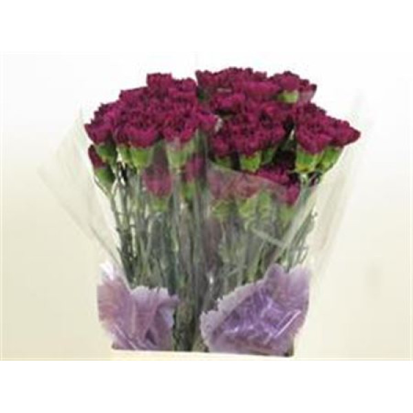 Dianthus St Moontea 70cm A1 Col-Dark Purple