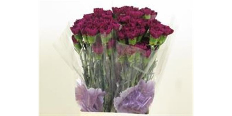 Dianthus St Moontea 70cm A1 Col-Dark Purple