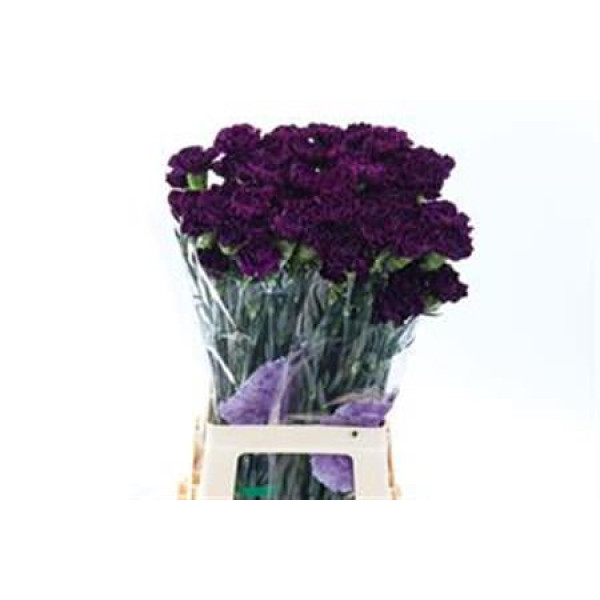 Dianthus St Purple Moontea 70cm  Col-Purple