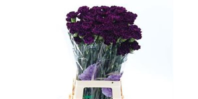 Dianthus St Purple Moontea 70 A1Purple