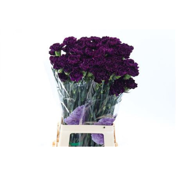 Dianthus St Moontea 70cm A1