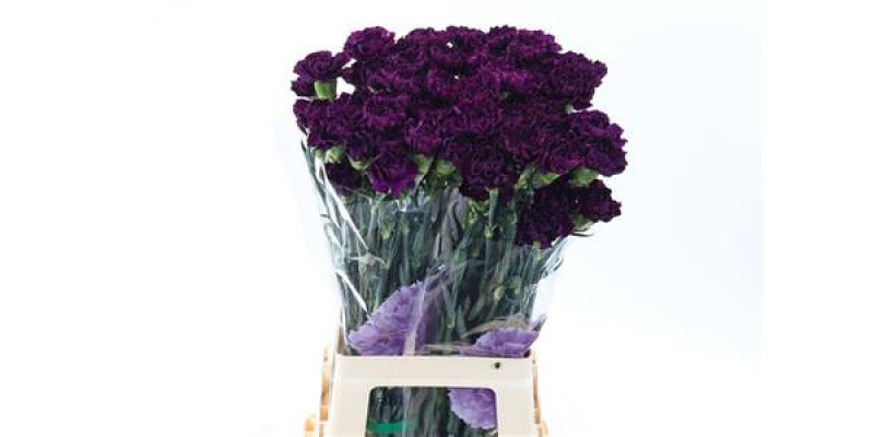 Dianthus St Moontea 70cm A1