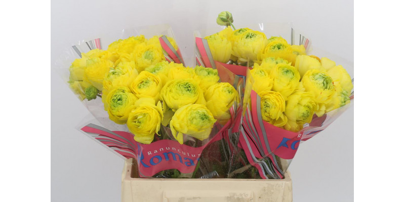 Ranunculus Romance St. Tropez 40 A1Yellow