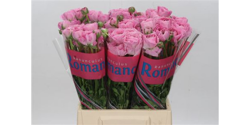 Ranunculus Romance Maillane 50cm A1