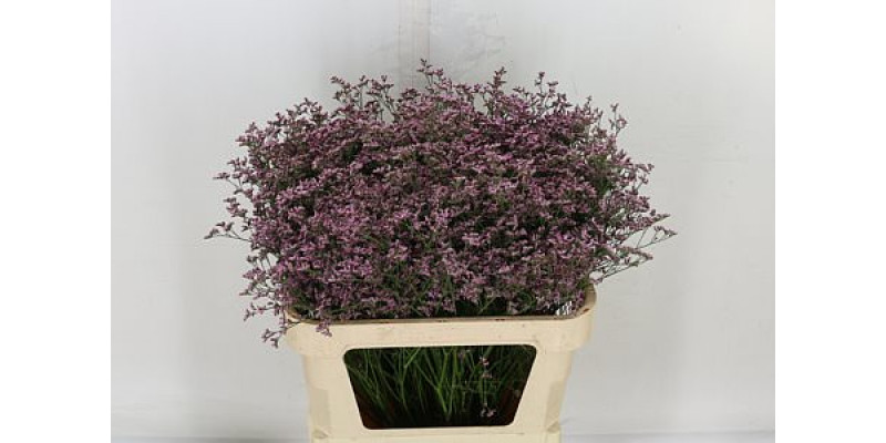 Limonium Piuma Pink Touch 80cm A1