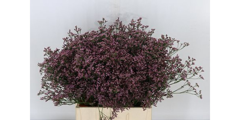 Limonium Piuma Pink Touch 70cm A1