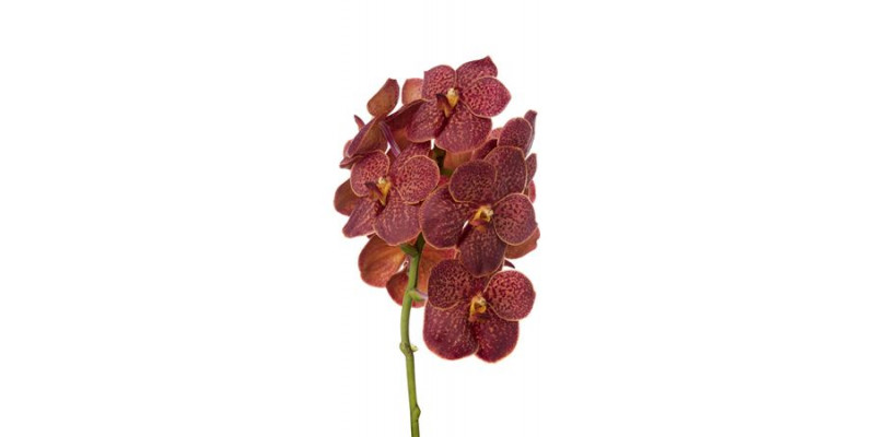 Orchid Vanda Fire Red 0cm A1 Col-Red