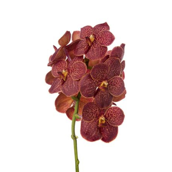 Orchid Vanda Fire Red  A1