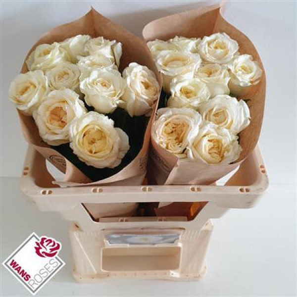 Rose Gr Angie Roman Creme 50cm A1