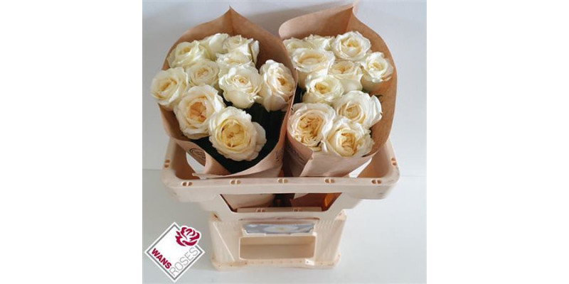 Rose Gr Angie Roman Creme 50cm A1