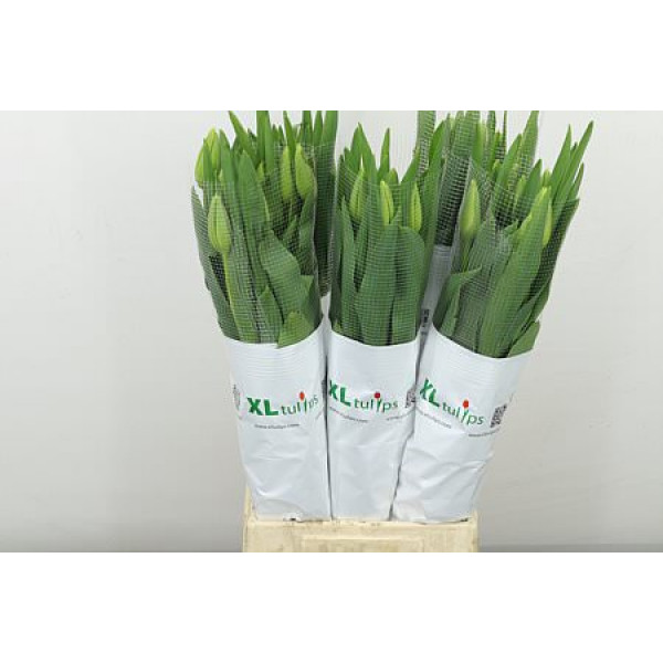 Tulips Frans En Ouveze 60cm A1