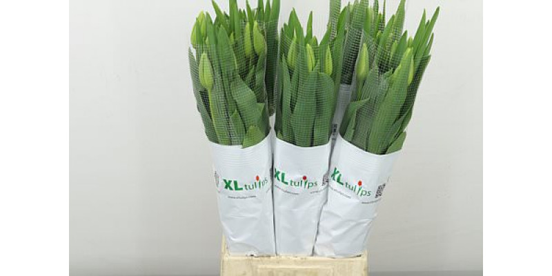 Tulips Frans En Ouveze 60cm A1