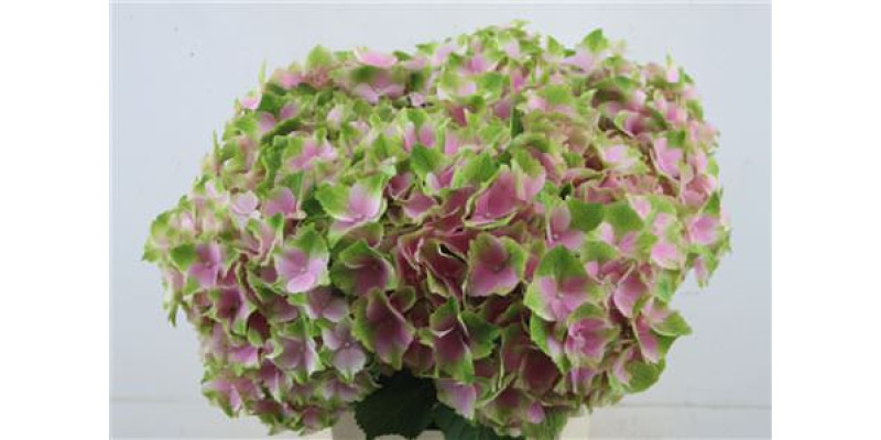 Hydrangea M Norah 60-20 60 cm  A1