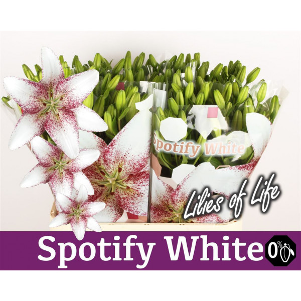 Lillys La Spotify White 4+ 90cm A1 Col-White