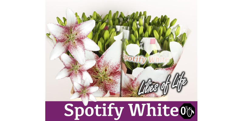 Lillys La Spotify White 4+ 90cm A1 Col-White