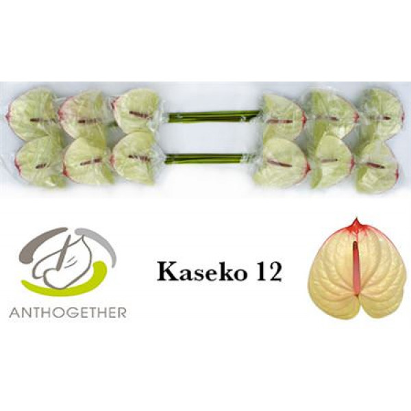 Anthurium A Kaseko 12 A1