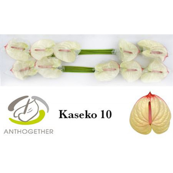 Anthurium A Kaseko 10  A1