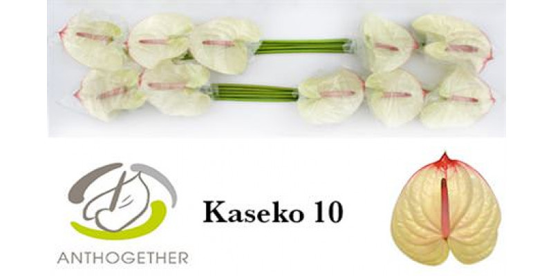 Anthurium A Kaseko 10  A1