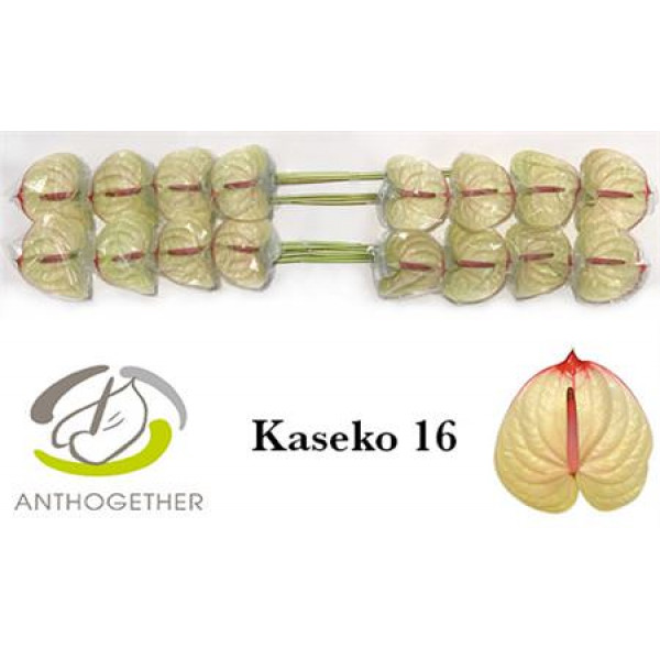 Anthurium A Kaseko 16  A1