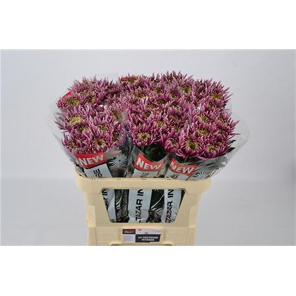 Chrysanthemums G Baltazar Inten 70cm A1 Col-Purple Pink