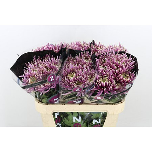 Chrysanthemums G Baltazar Inten 70cm A1 Col-Purple Pink