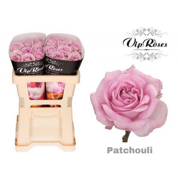 Rose Gr Patchouli 50cm A1