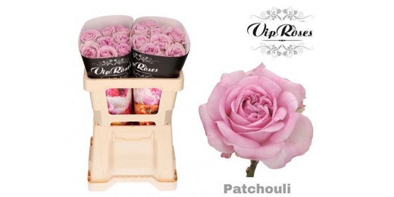 Rose Gr Patchouli 50cm A1