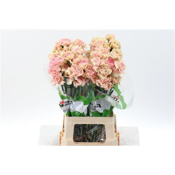 Dianthus St Cassata 70cm A1