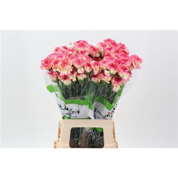 Dianthus St Spritz Giallo Creme 70cm A1