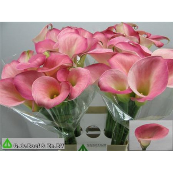 Zanthedeschias (Calla Lilly) Candy Dream 70cm A1