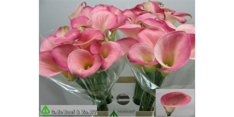 Zanthedeschias (Calla Lilly) Candy Dream 70cm A1