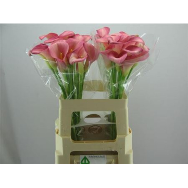 Zanthedeschias (Calla Lilly) Candy Dream 60cm A1