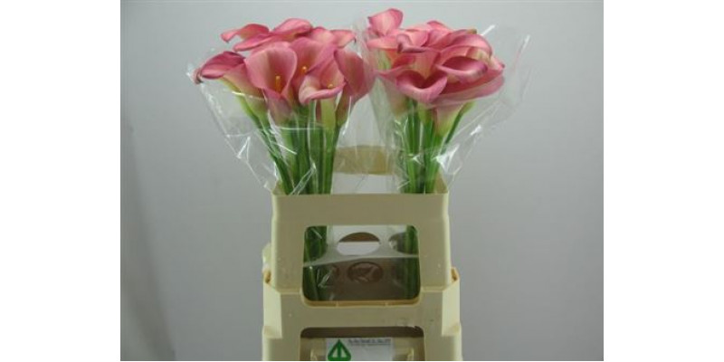 Zanthedeschias (Calla Lilly) Candy Dream 60cm A1