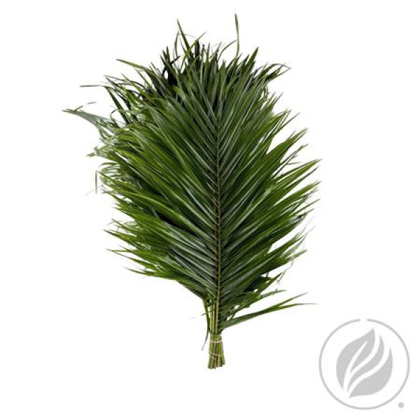 Phoenix Roebelini 50cm Mbx 50 cm 