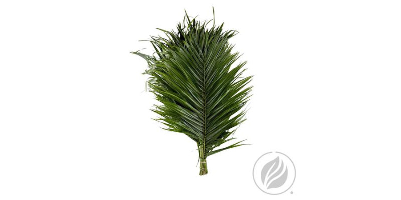 Phoenix Roebelini 50cm Mbx 50 cm 